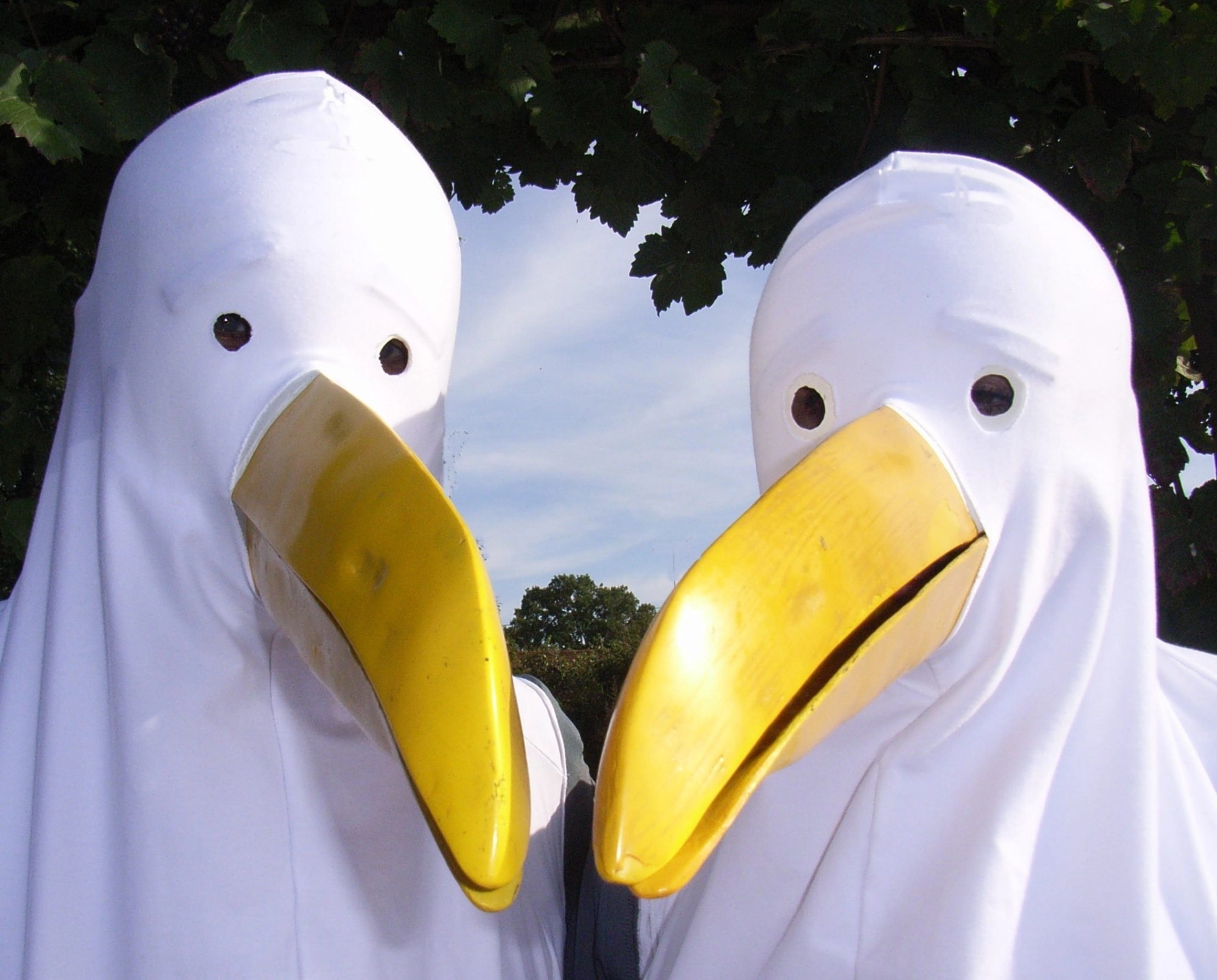 Seagulls